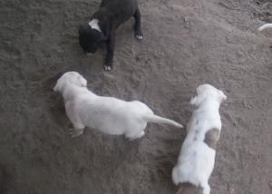 PitbullPuppies